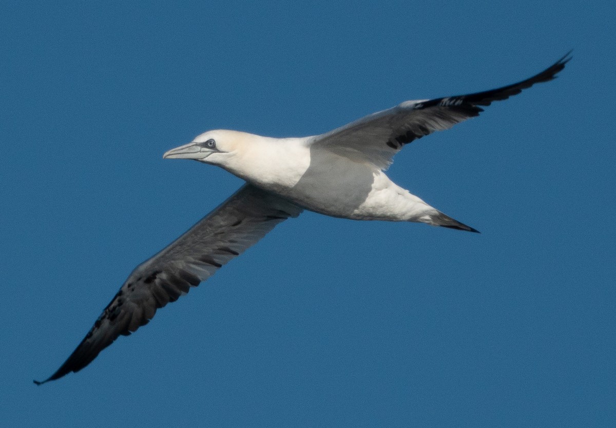 Northern Gannet - ML644115005