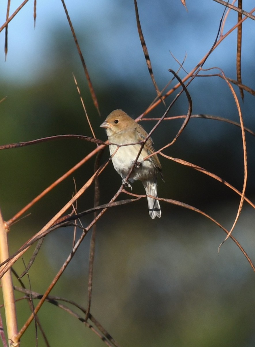 Indigo Bunting - ML644115009