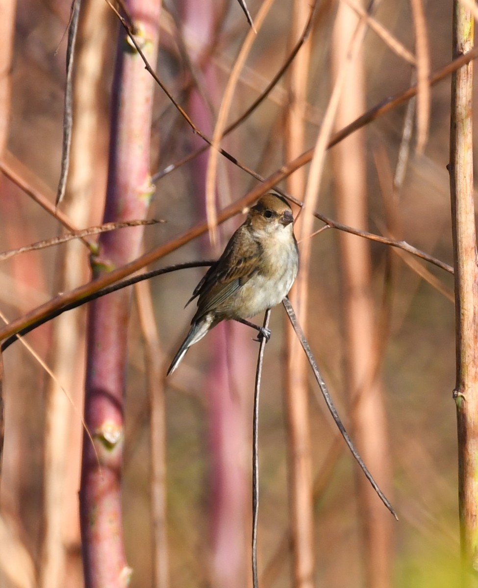 Indigo Bunting - ML644115010