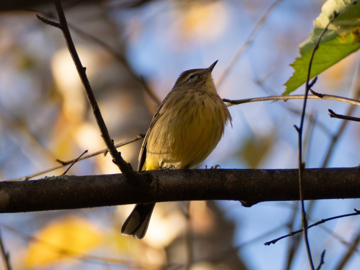 Palm Warbler - ML644115014
