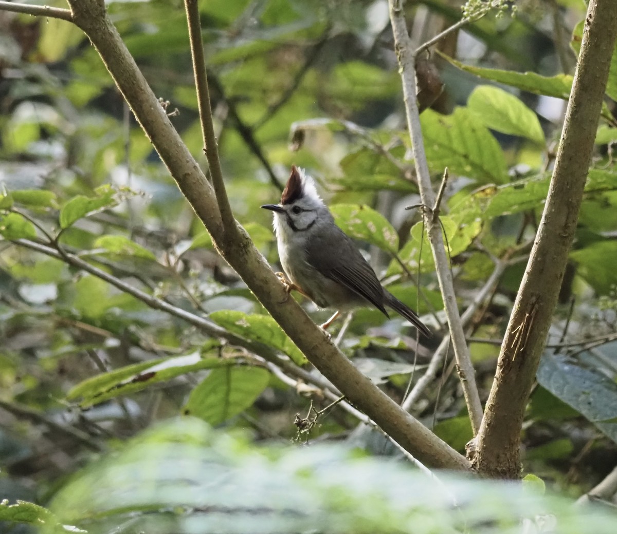 Taiwan Yuhina - ML644115021