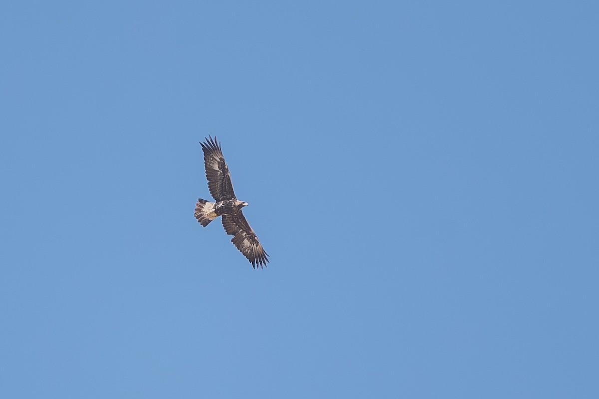 Golden Eagle - ML644115023