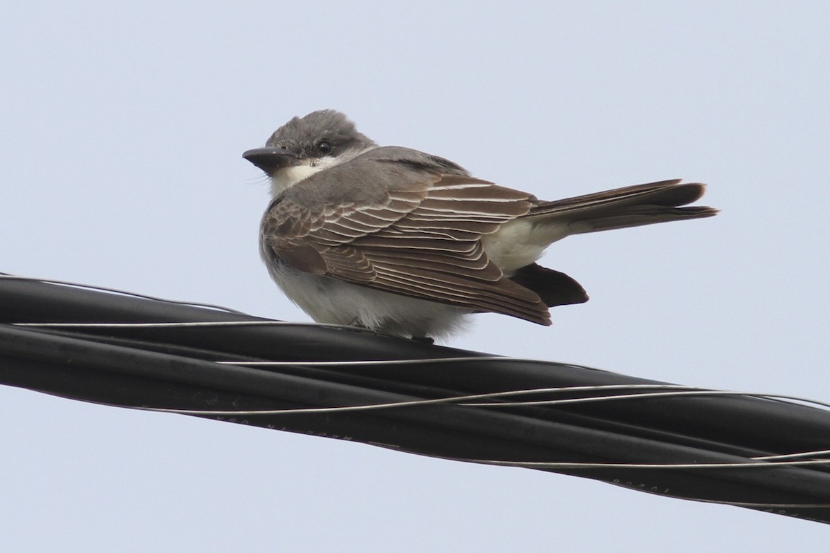 Gray Kingbird - ML644115026