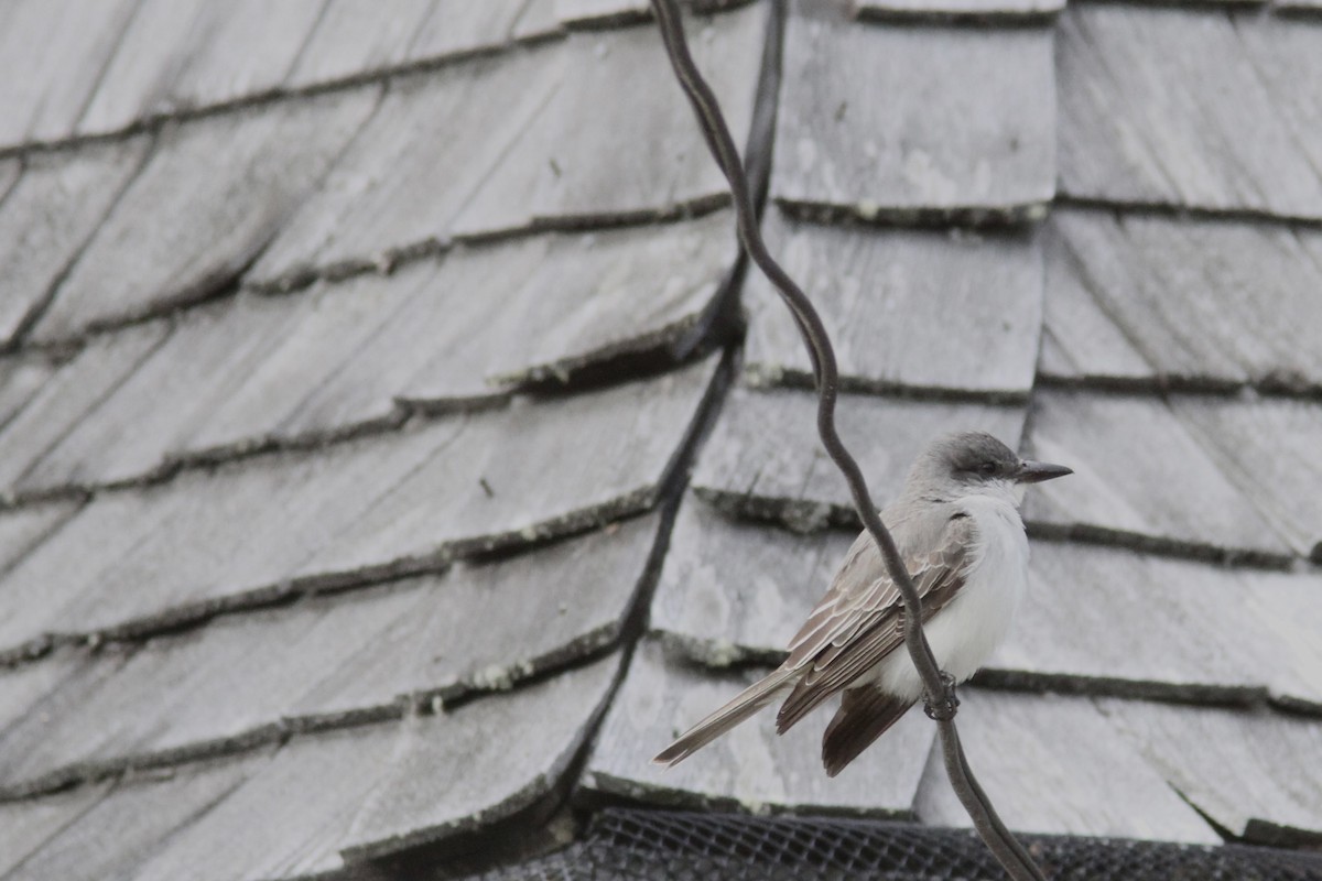 Gray Kingbird - ML644115027