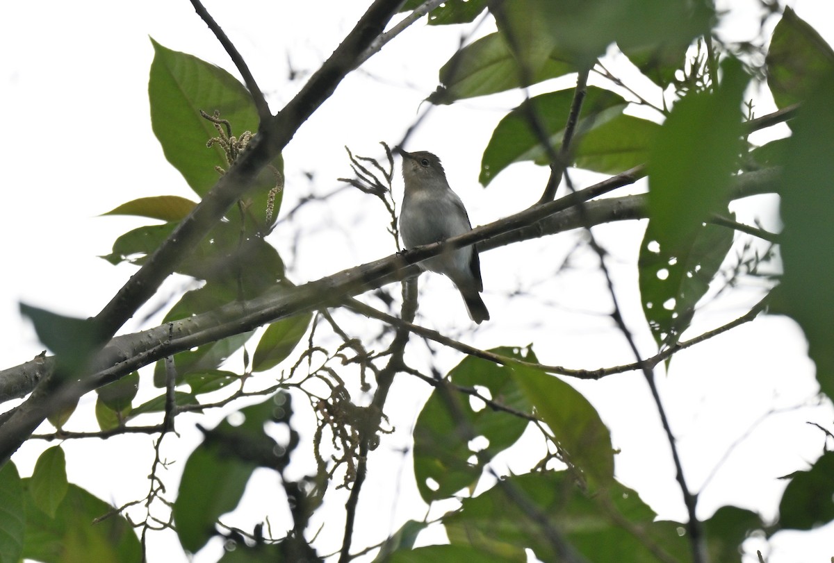 Buff-barred Warbler - ML644115045