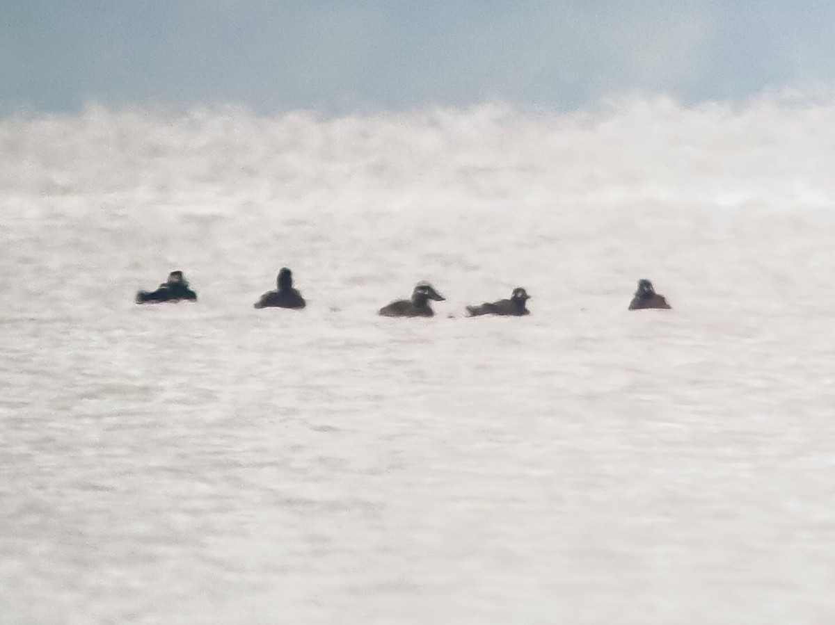 Surf Scoter - ML644115059