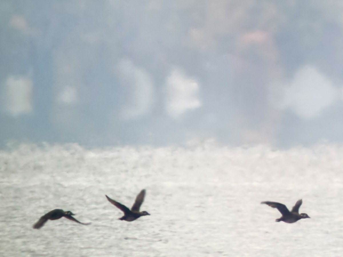 Surf Scoter - ML644115060