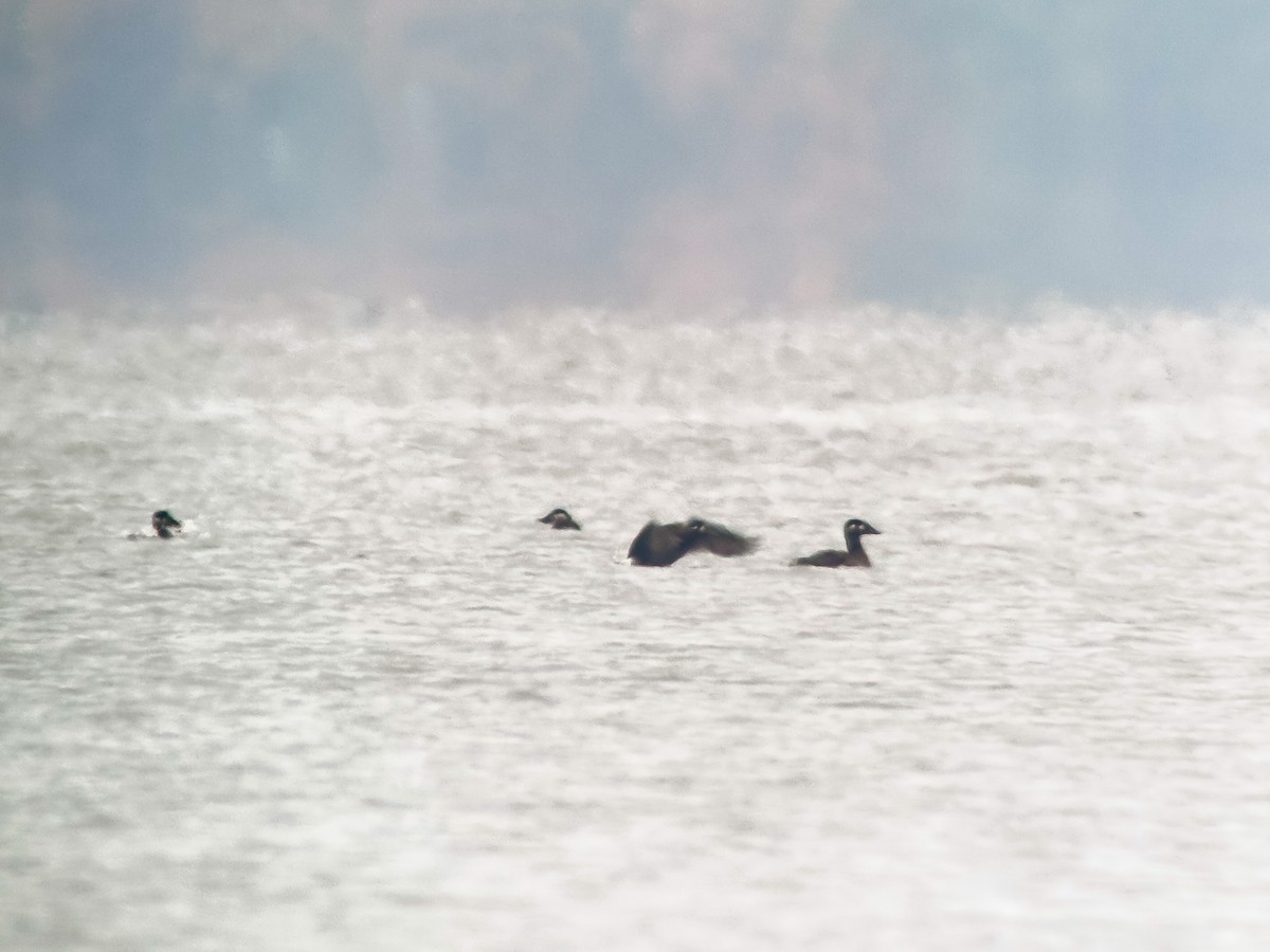 Surf Scoter - ML644115061