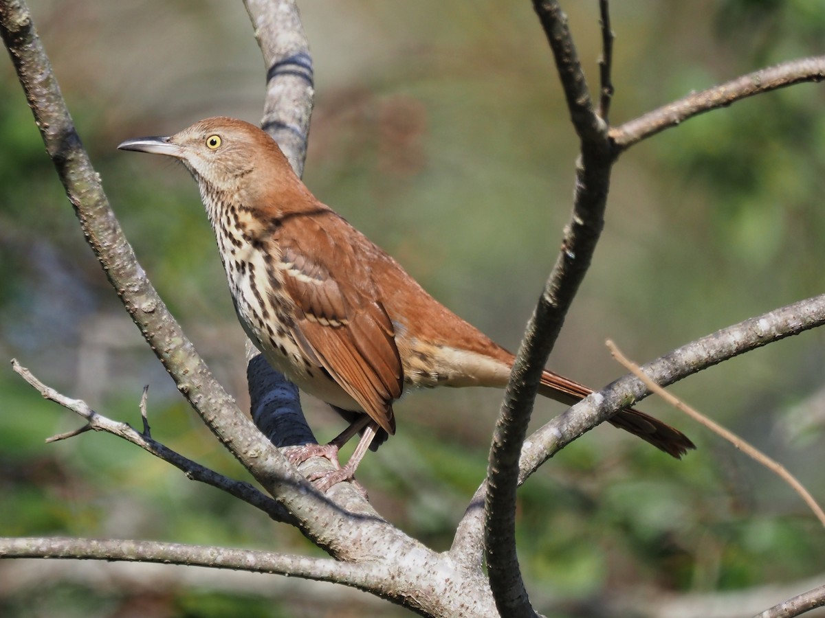 Brown Thrasher - ML644115071