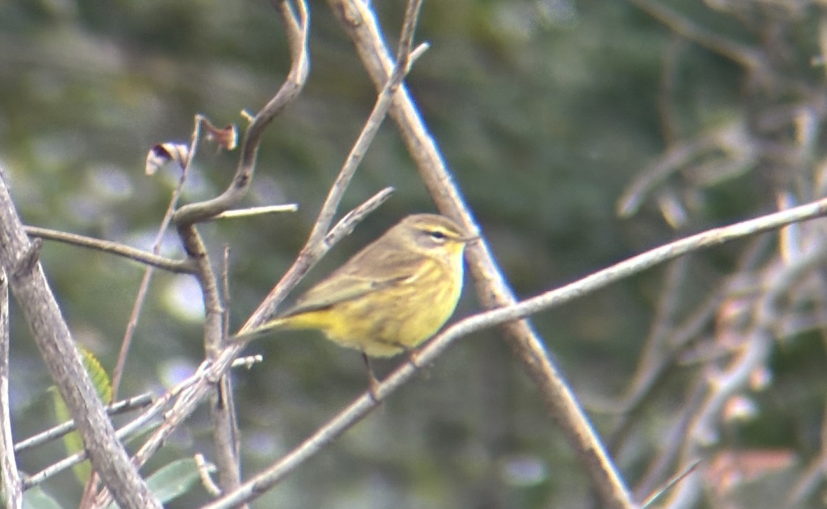 Palmenwaldsänger - ML644115073