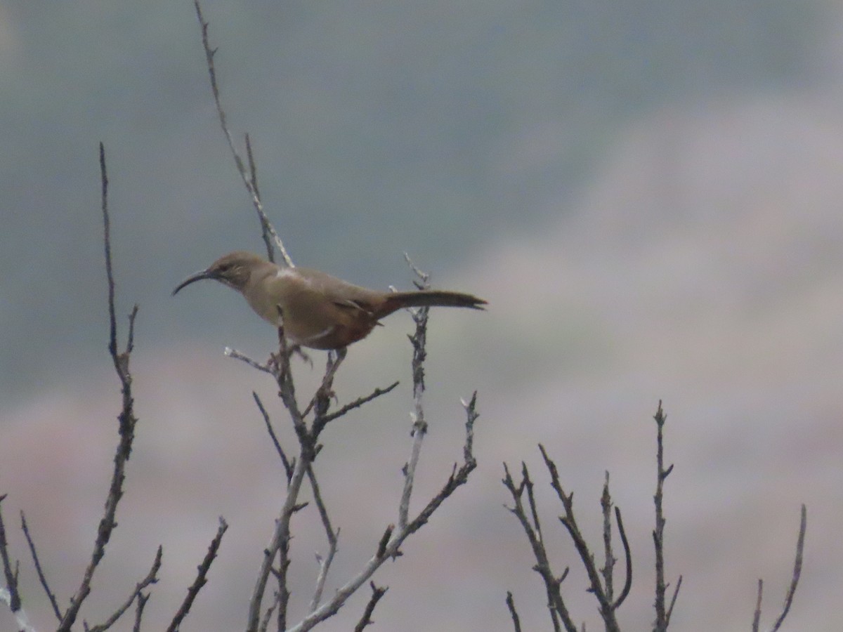 California Thrasher - ML644115086