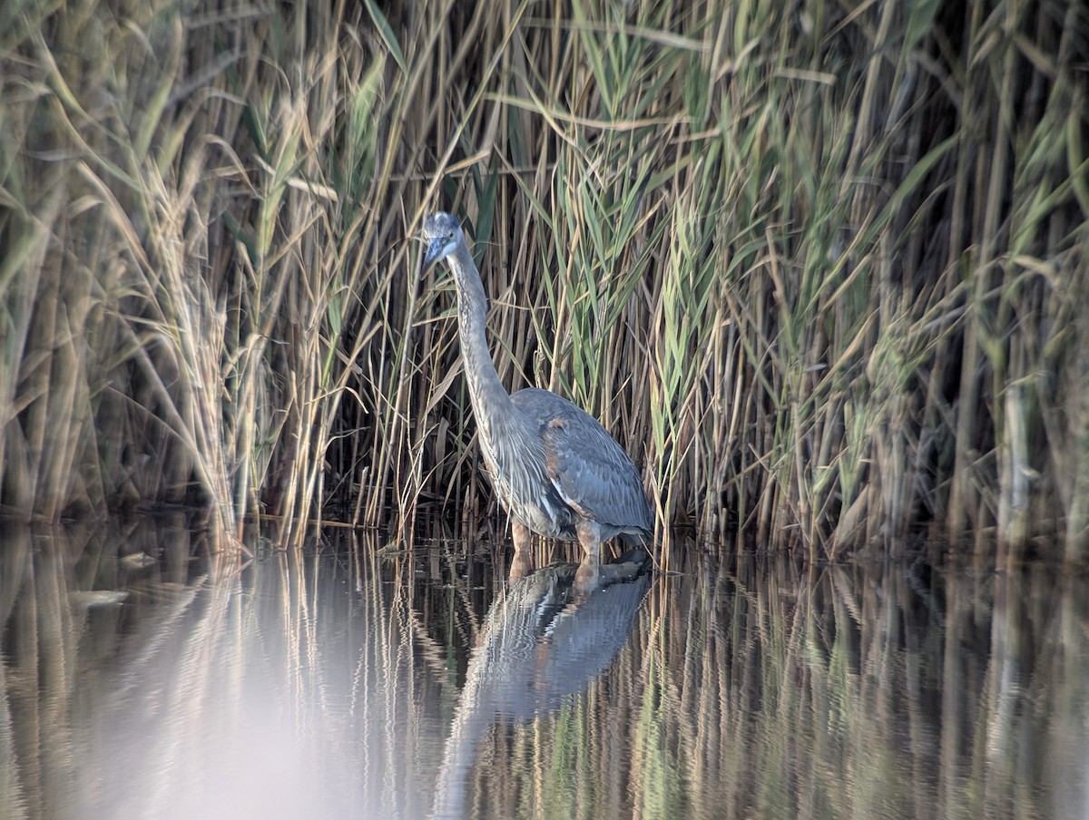 Great Blue Heron - ML644115089