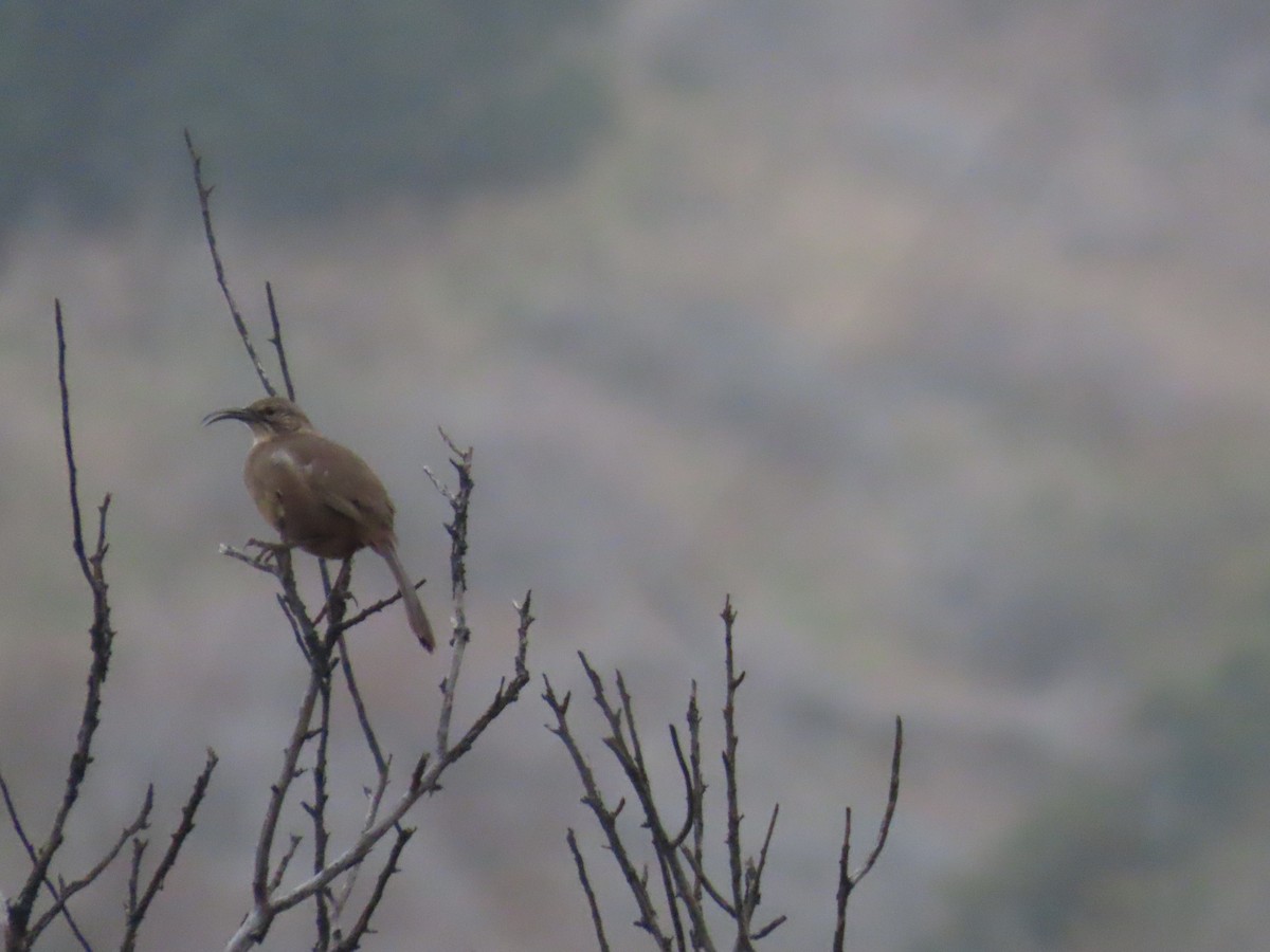 California Thrasher - ML644115093