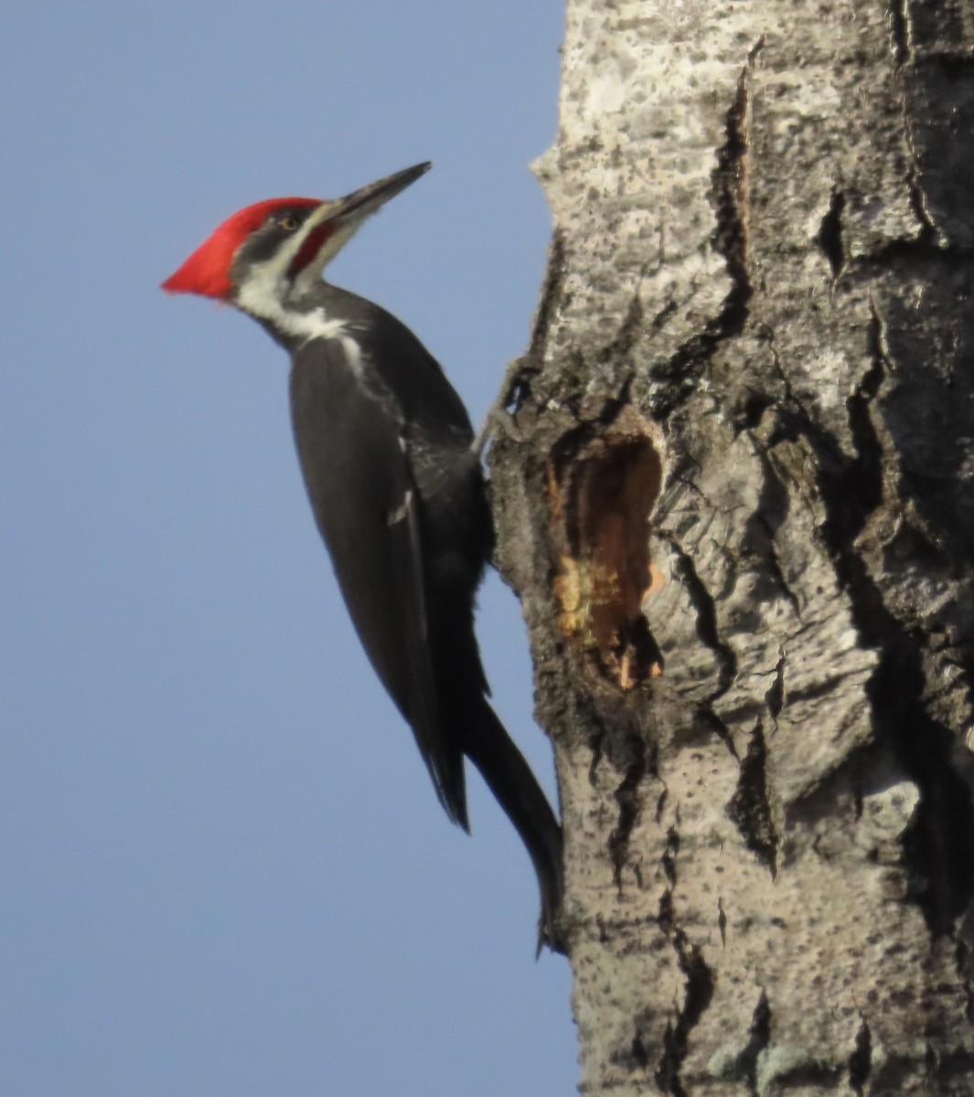 Pileated Woodpecker - ML644115094