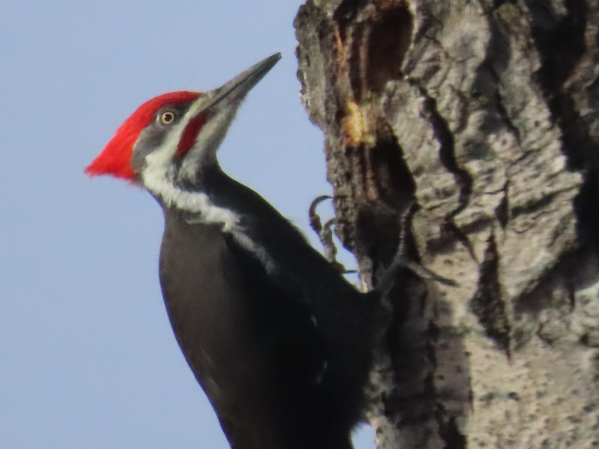 Pileated Woodpecker - ML644115095