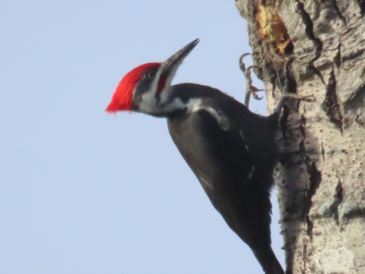 Pileated Woodpecker - ML644115096