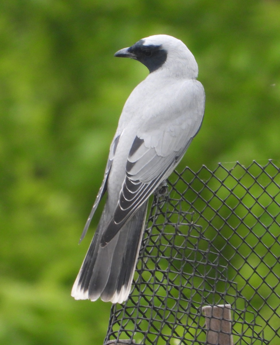 Black-faced Cuckooshrike - ML644115098