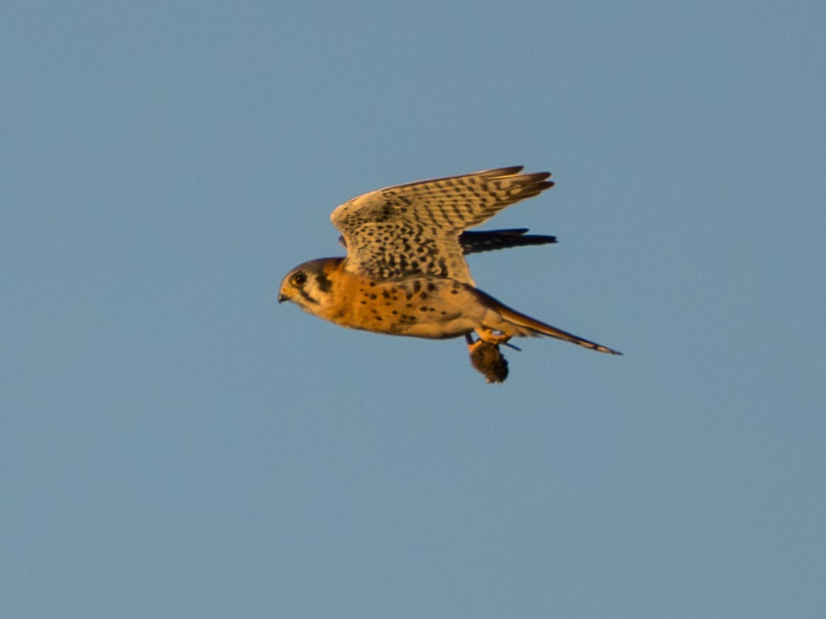 American Kestrel - ML644115102