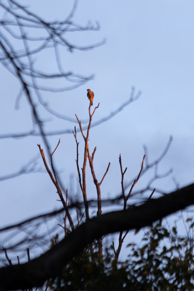 Хайргууна шонхор - ML644115115