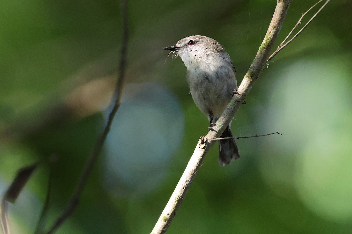 Brown Gerygone - ML644115128