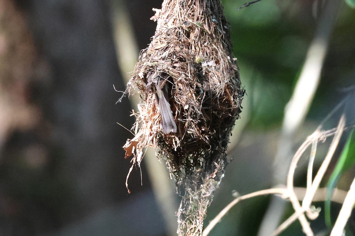Brown Gerygone - ML644115129