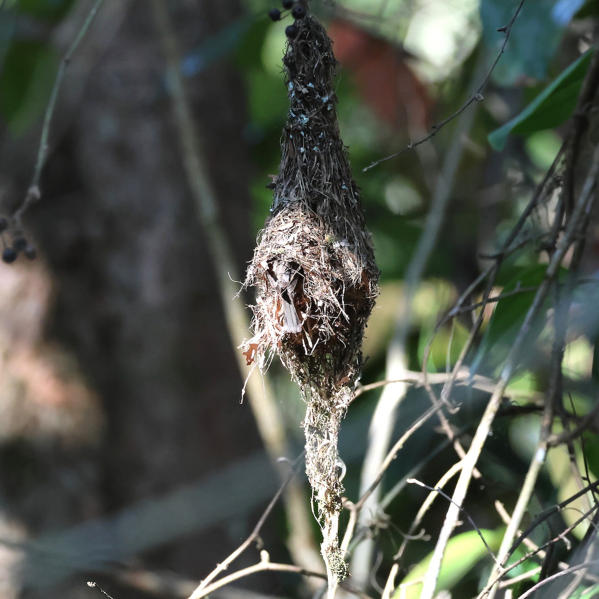 Brown Gerygone - ML644115130