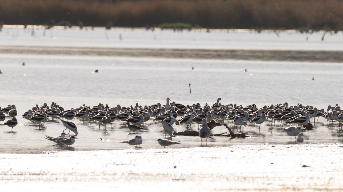 amerikaavosett - ML644115131