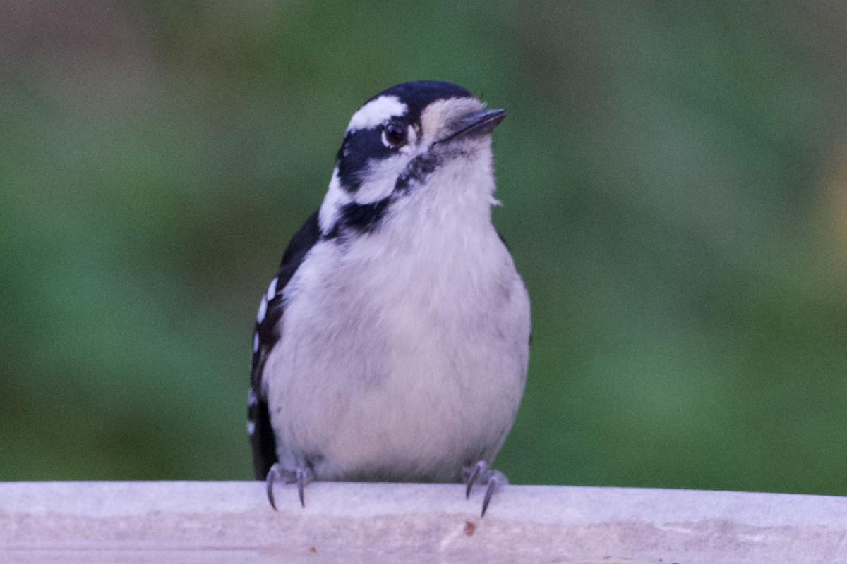 Downy Woodpecker - ML644115132