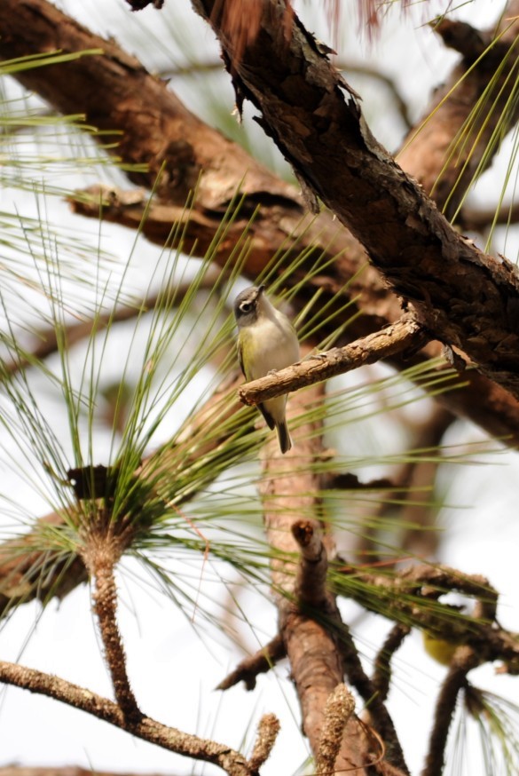 Blue-headed Vireo - ML644115141