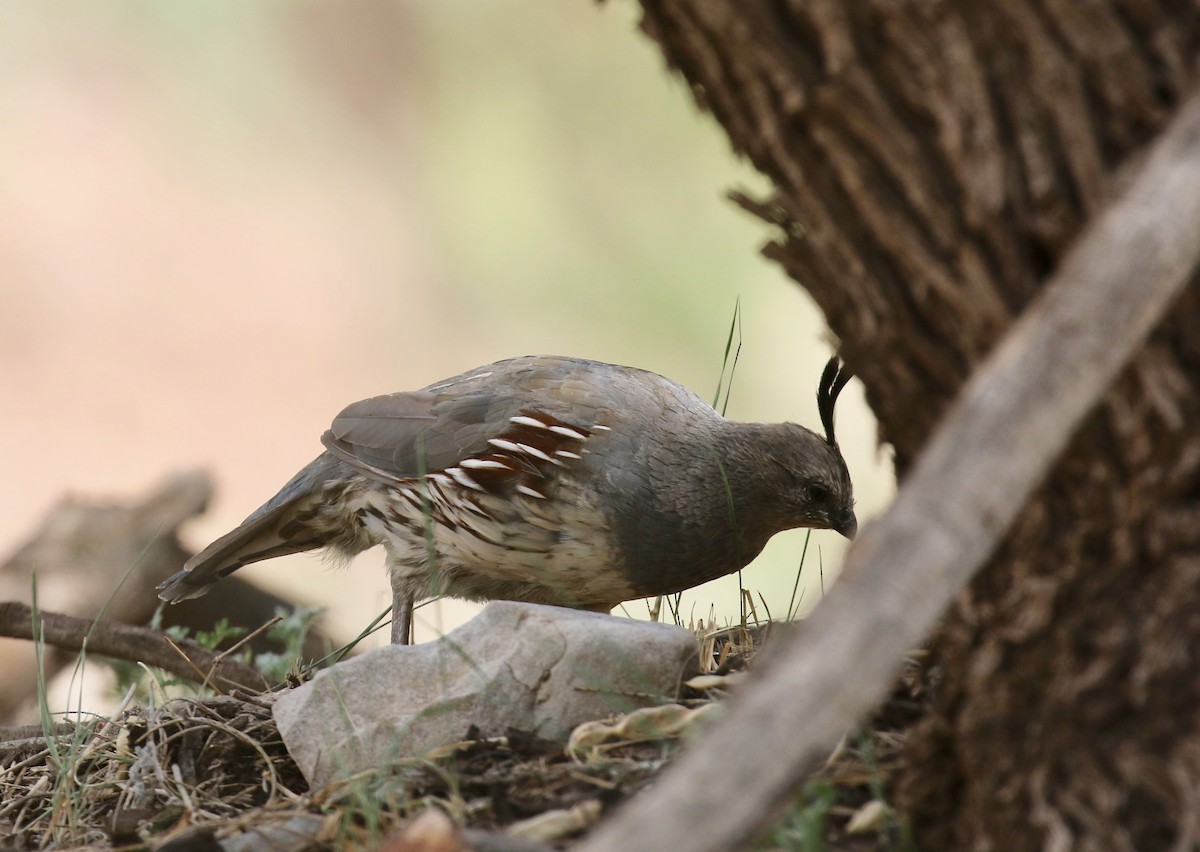 Gambel's Quail - ML644115155