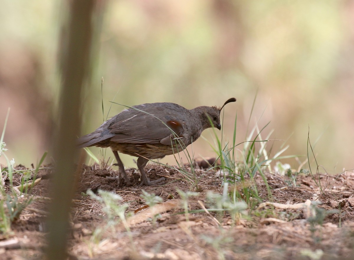 Gambel's Quail - ML644115156