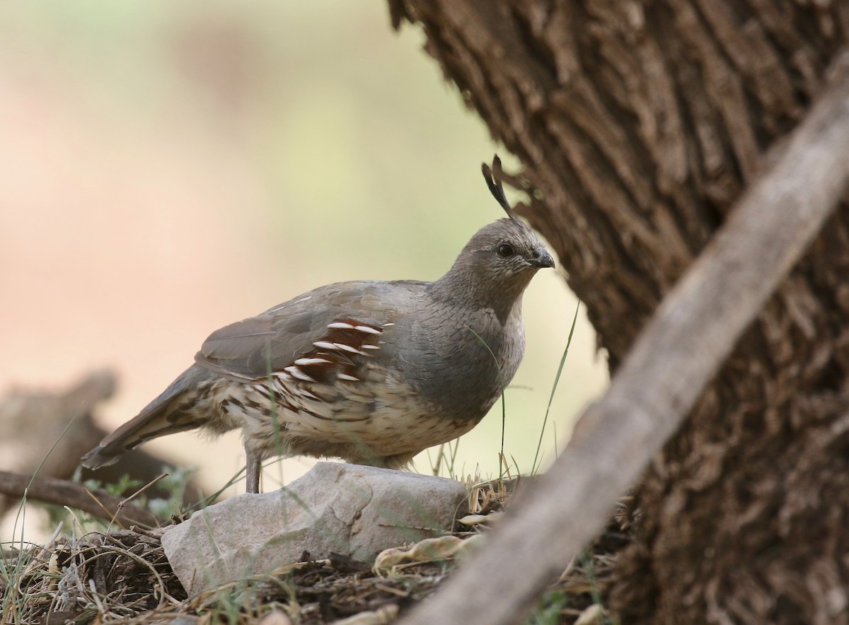Gambel's Quail - ML644115157