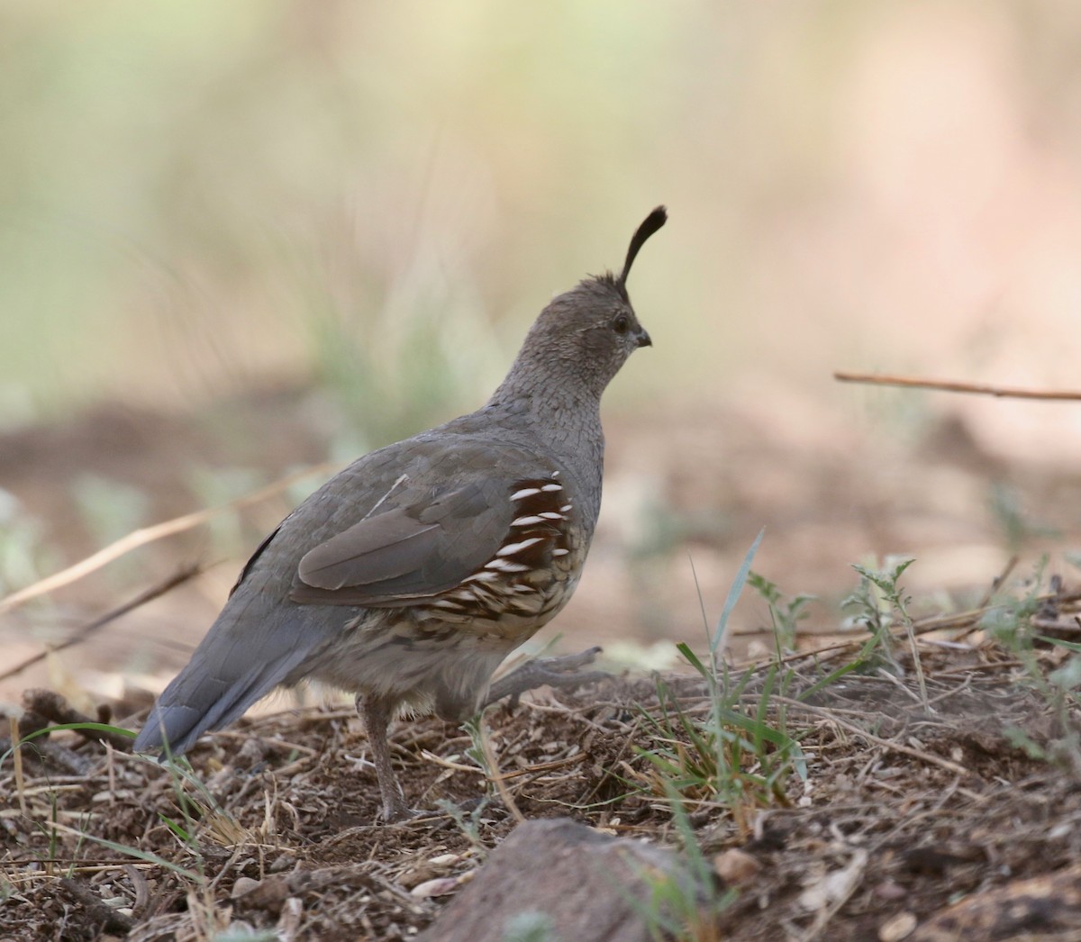 Gambel's Quail - ML644115158