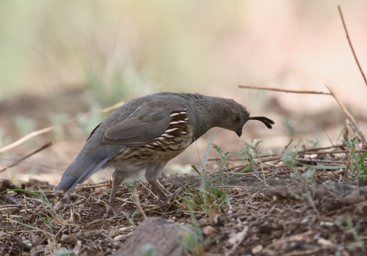 Gambel's Quail - ML644115159