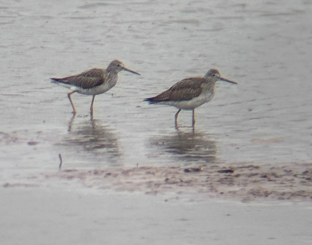 Tüpfelgelbschenkel - ML644115163