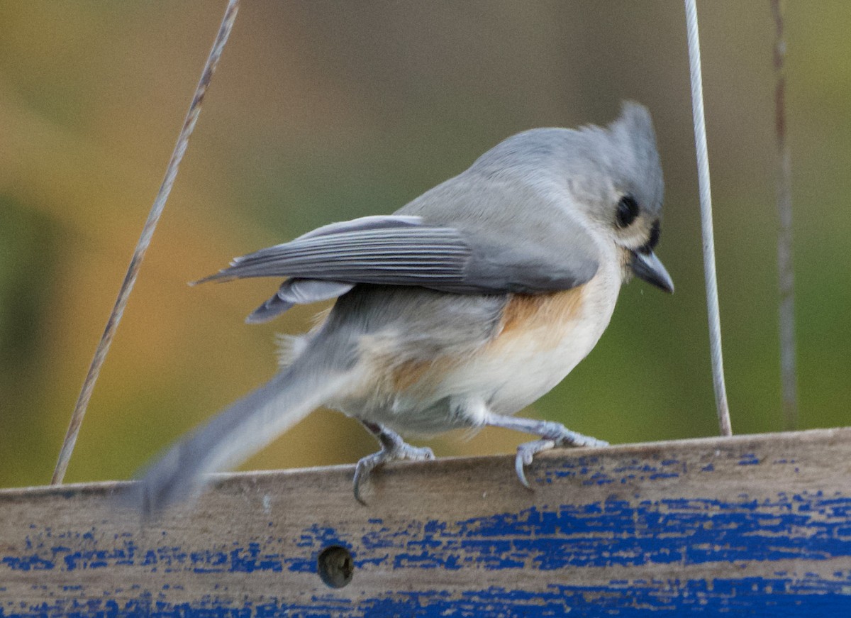 Tufted Titmouse - ML644115171