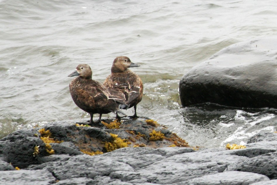 stellerand - ML644115172