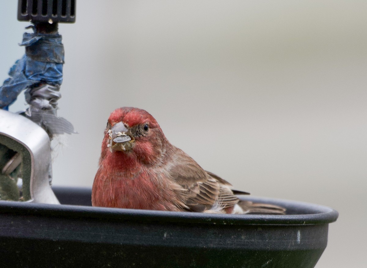 House Finch - ML644115175