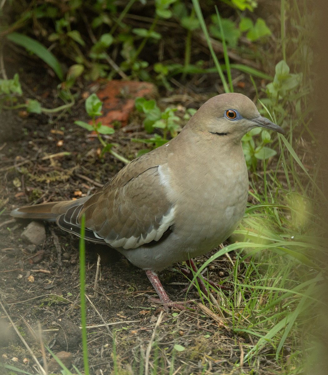 White-winged Dove - ML644115177