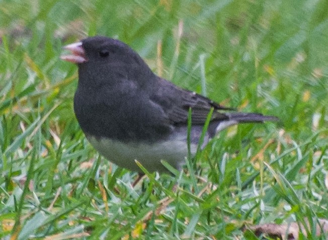 Dark-eyed Junco - ML644115180