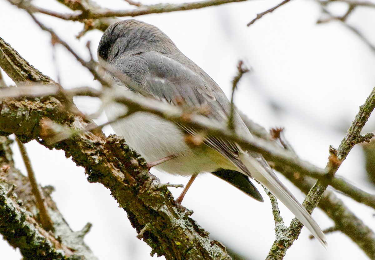 Dark-eyed Junco - ML644115181