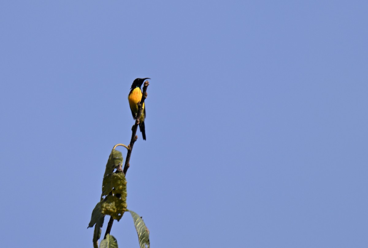 Green-tailed Sunbird - ML644115182