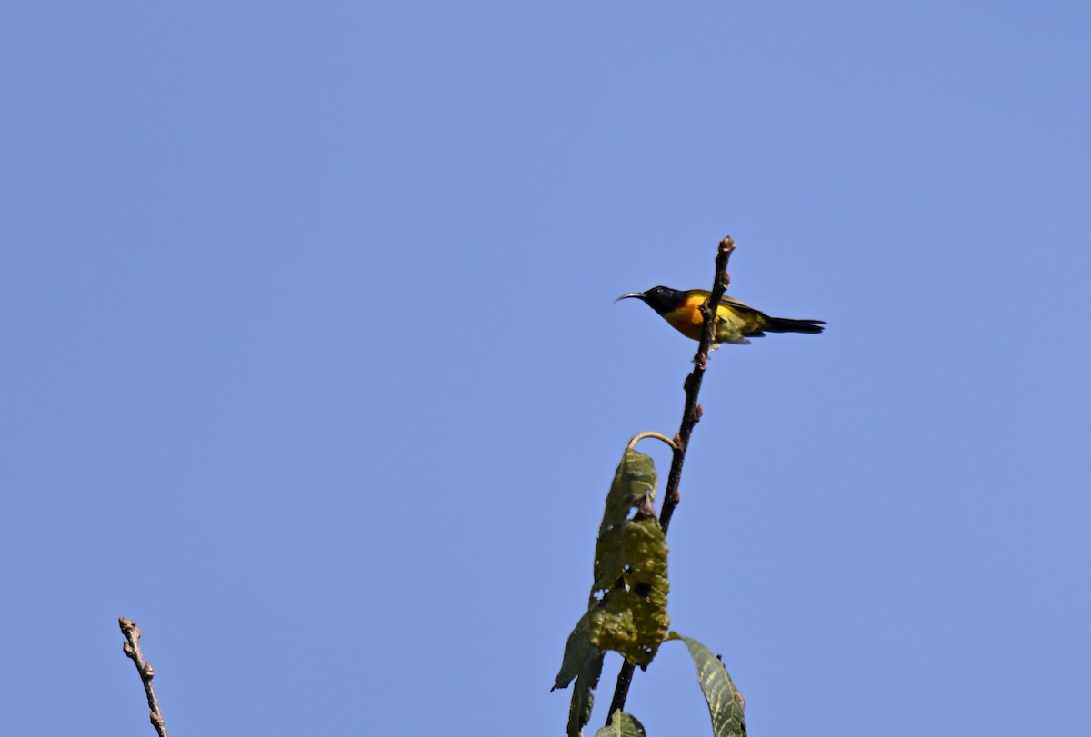 Green-tailed Sunbird - ML644115183