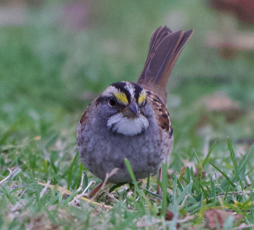 White-throated Sparrow - ML644115189