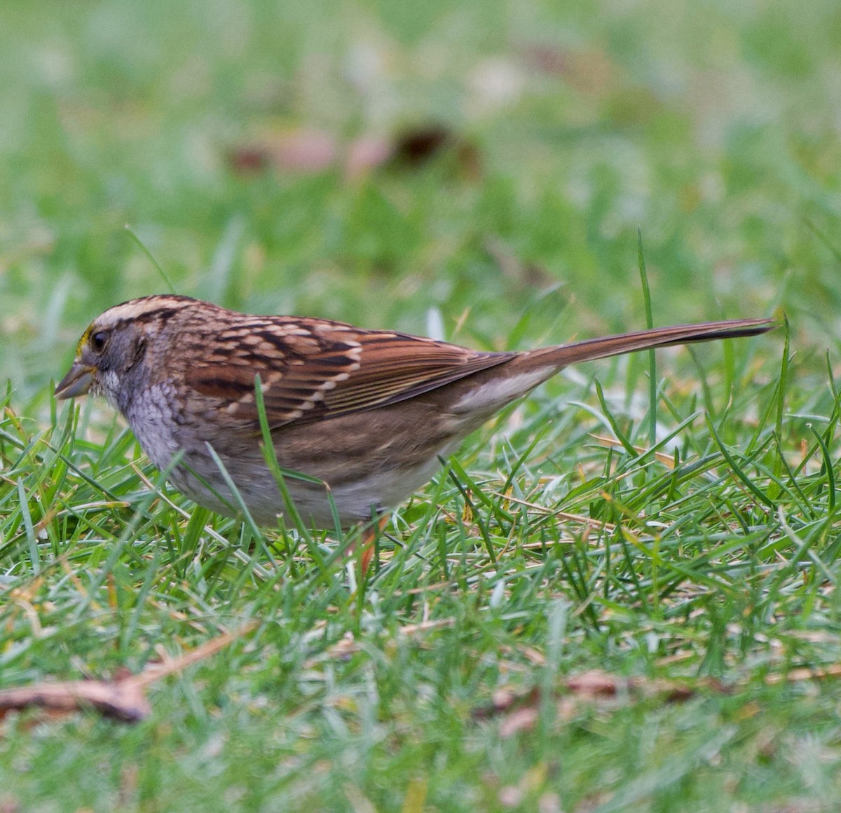 White-throated Sparrow - ML644115190