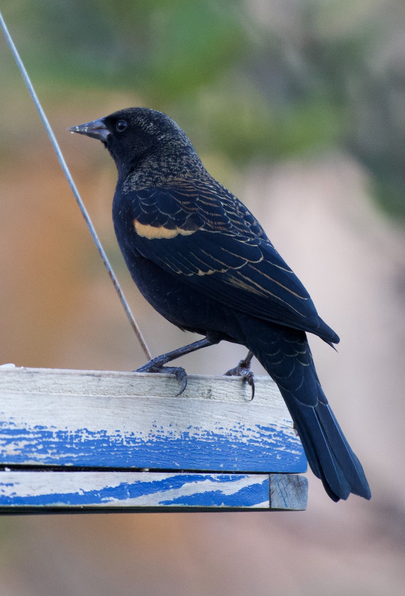Red-winged Blackbird - ML644115197