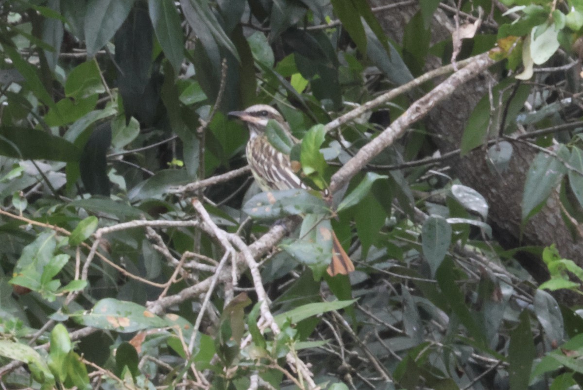 Sulphur-bellied Flycatcher - ML644115214