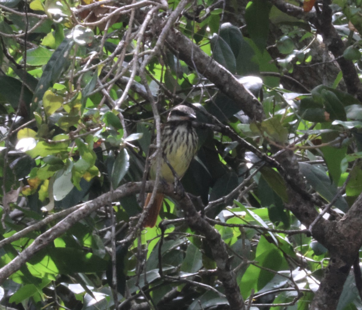 Sulphur-bellied Flycatcher - ML644115215