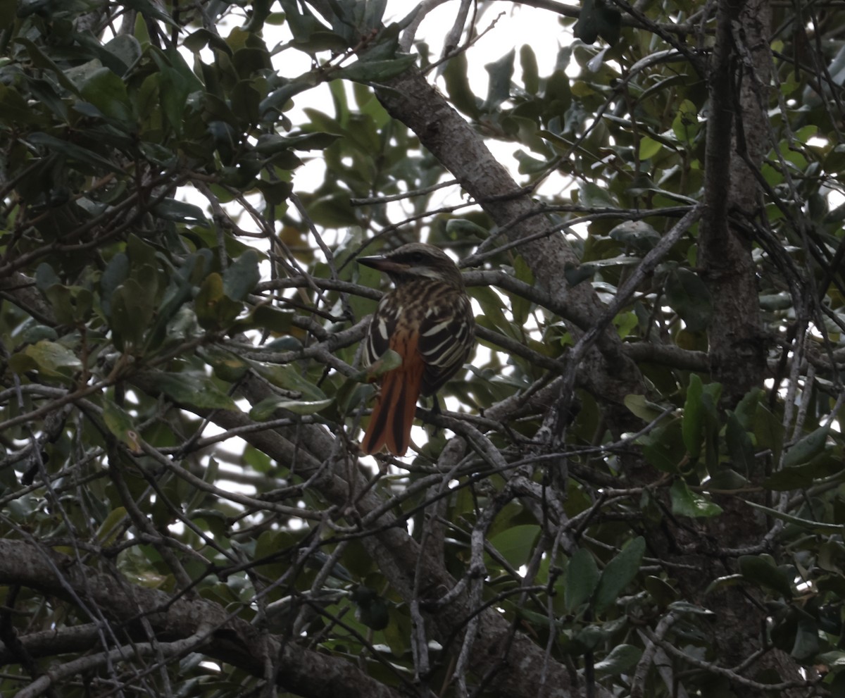 Sulphur-bellied Flycatcher - ML644115216