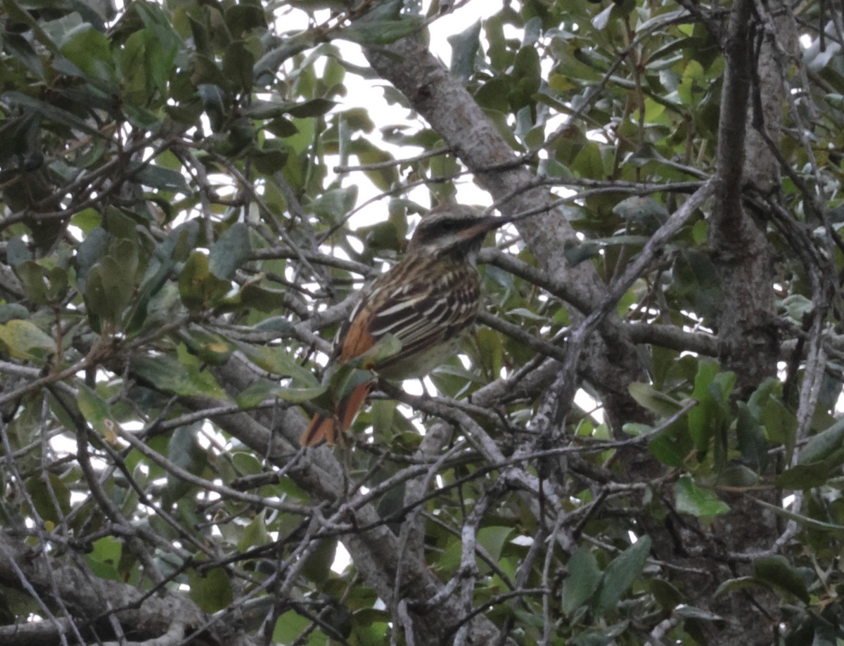 Sulphur-bellied Flycatcher - ML644115217